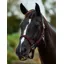 Dublin Braided Leather Headcollar - Burgundy