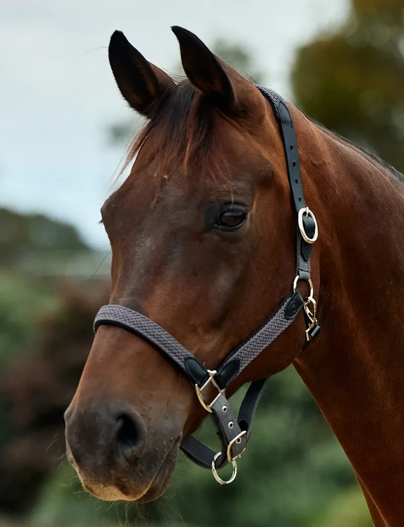 Dublin Braided Leather Headcollar - Charcoal