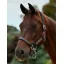 Dublin Braided Leather Headcollar - Charcoal