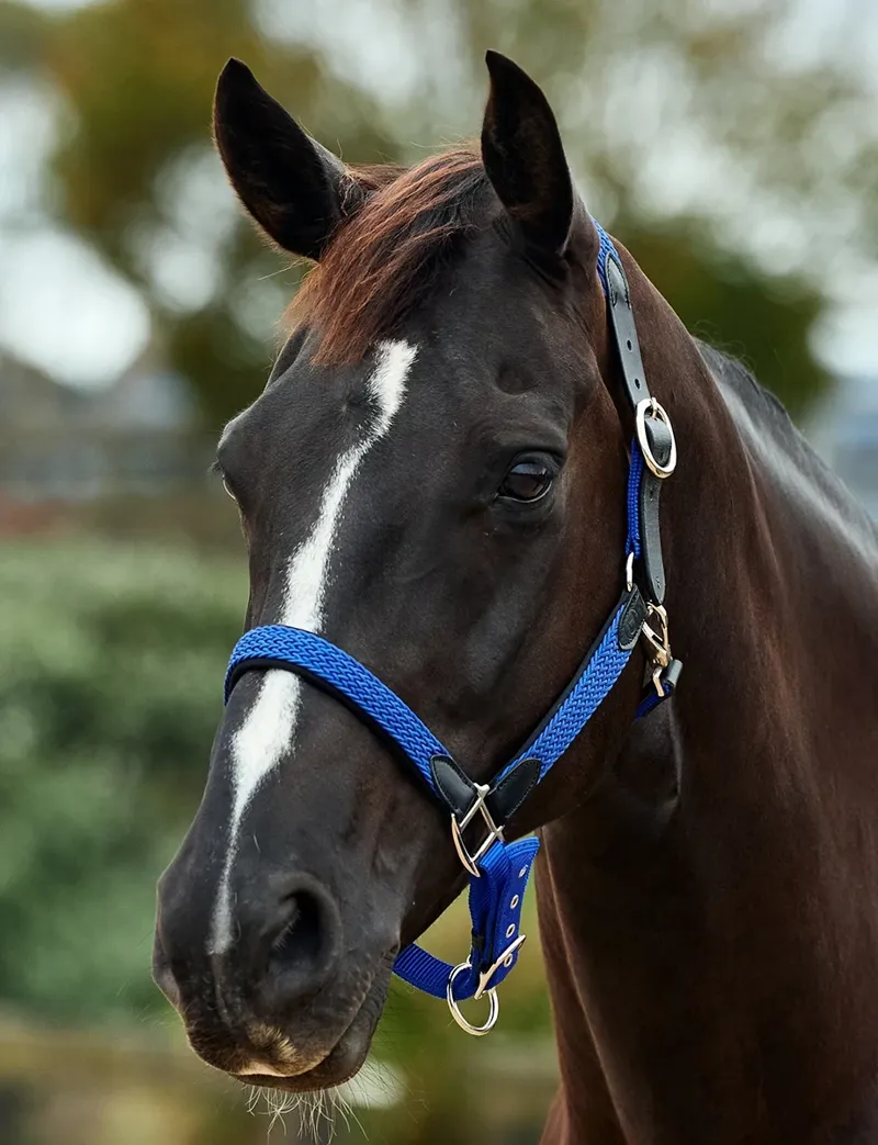 Dublin Braided Leather Headcollar - Cobalt