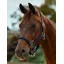 Dublin Braided Leather Headcollar - Navy