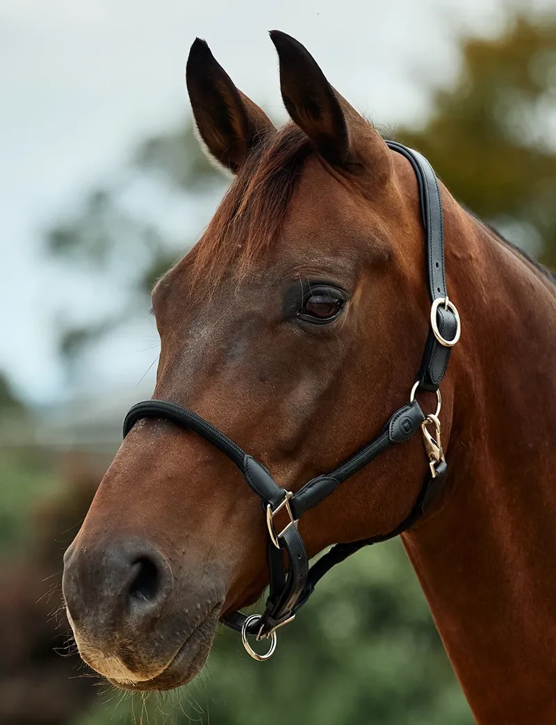 Dublin Leather Rope Headcollar - Black/Black