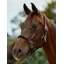Dublin Leather Rope Headcollar - Black/Black