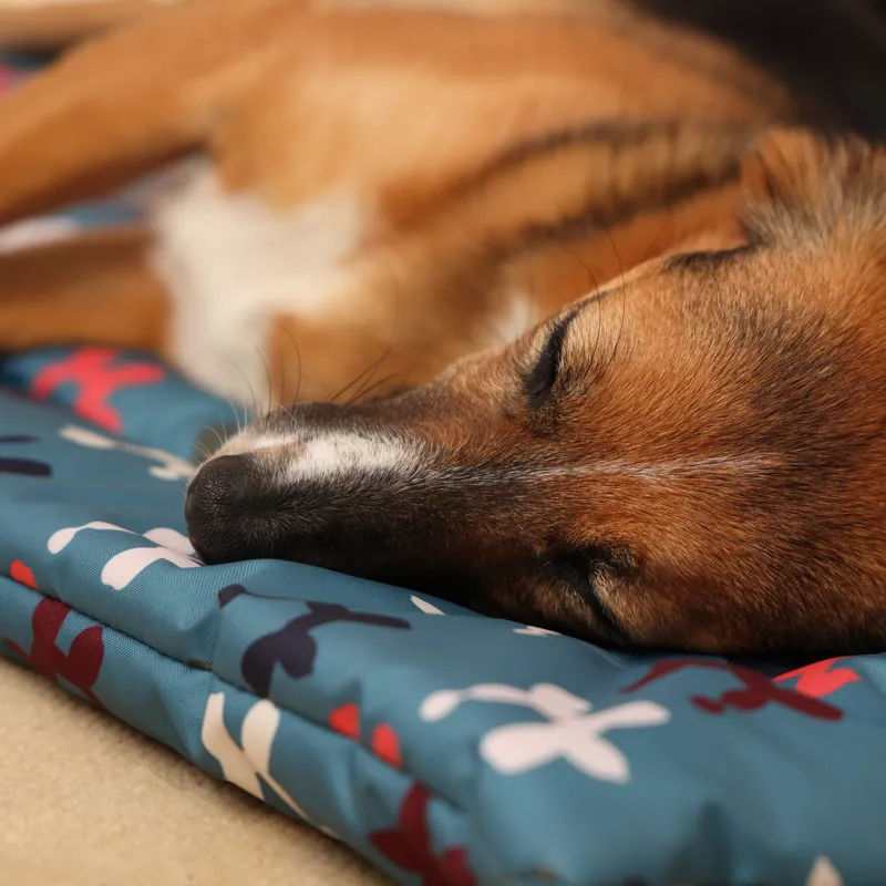 Shires Digby and Fox Waterproof Padded Dog Bed - Balloon Dog-5