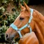 Horseware Signature Grooming Headcollar - Blue Haze