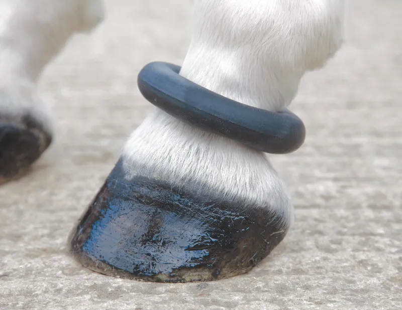 Shires Fetlock Ring 