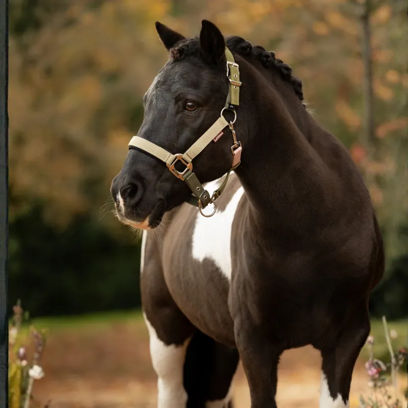LeMieux Medley Headcollar - Gooseberry/Pear/Petal-1