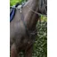 Cameo Performance Elasticated Breastplate - Brown