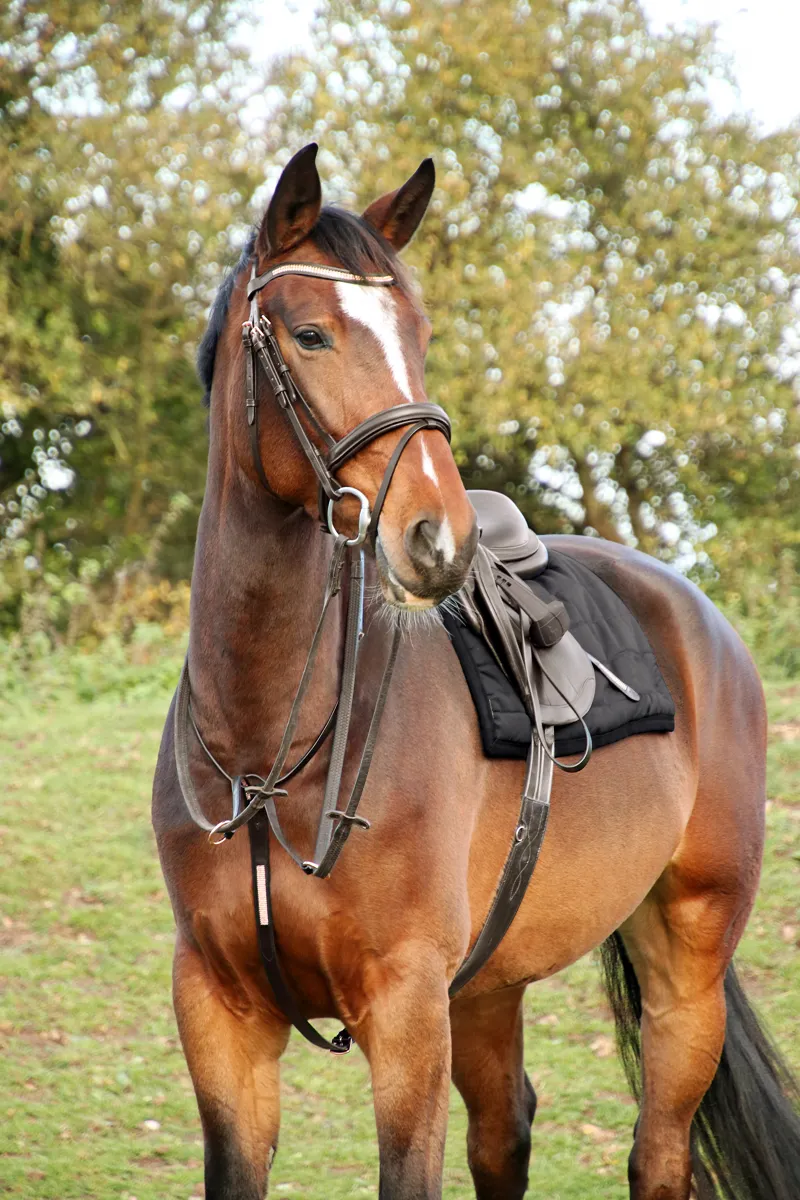 Hy Equestrian Rosciano Rose Gold Bridle - Brown/Rose Gold-1