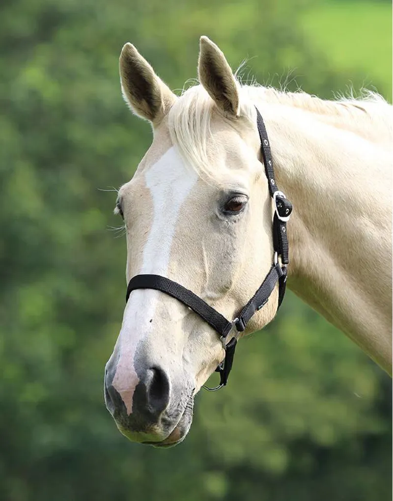 Shires Wessex Headcollar - Black