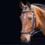 Shires Salisbury Berkeley Bridle - Black