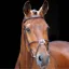 Shires Salisbury Brackley Bridle - Australian Nut