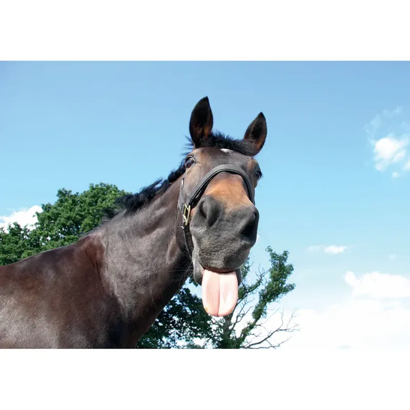 Kevin Milner Countryside Cards - Funny Horse