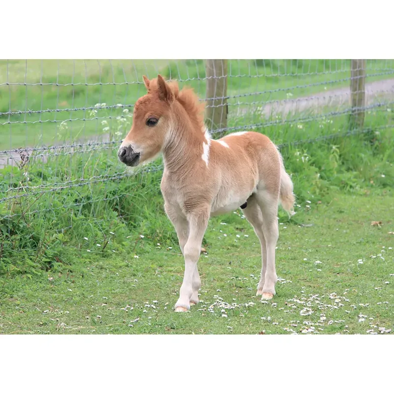 Kevin Milner Countryside Cards - Shetland
