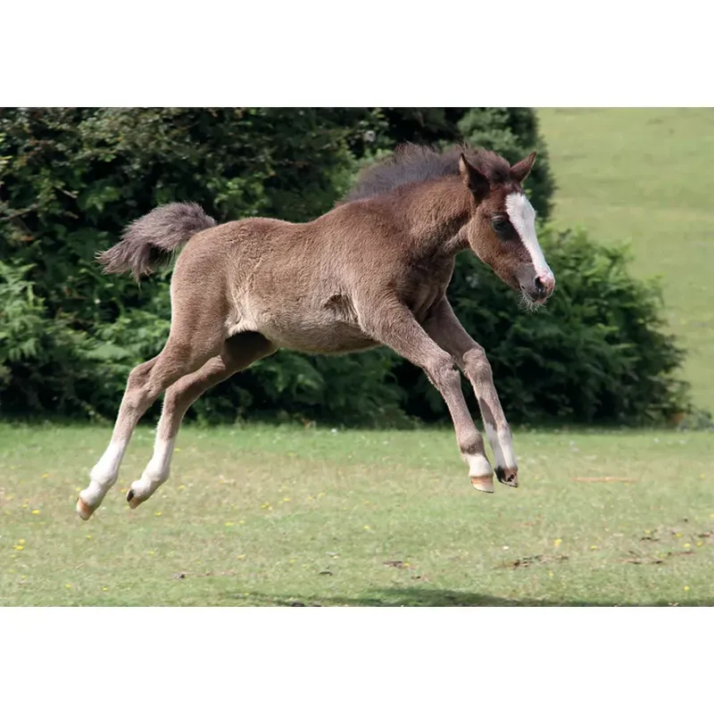 Kevin Milner Countryside Cards - New Forest Foal