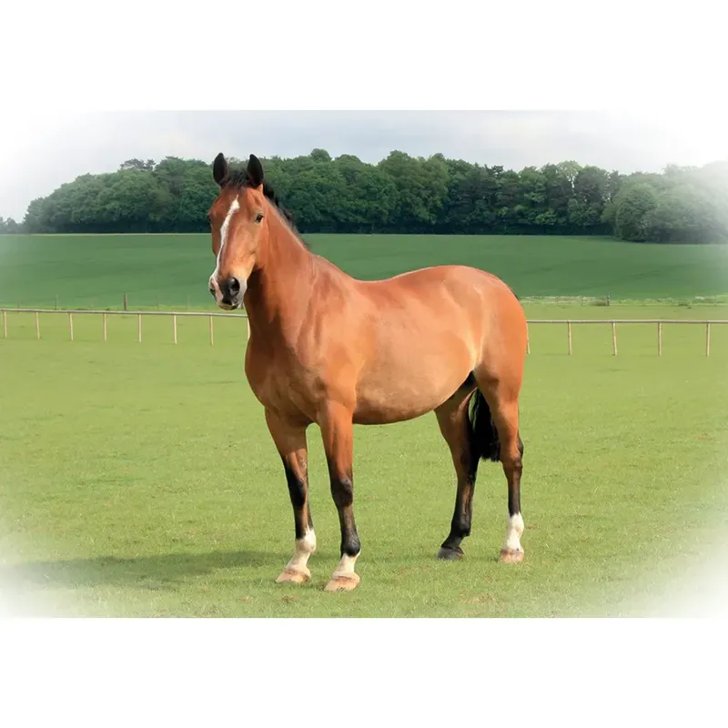 Kevin Milner Countryside Cards - Bay Standing