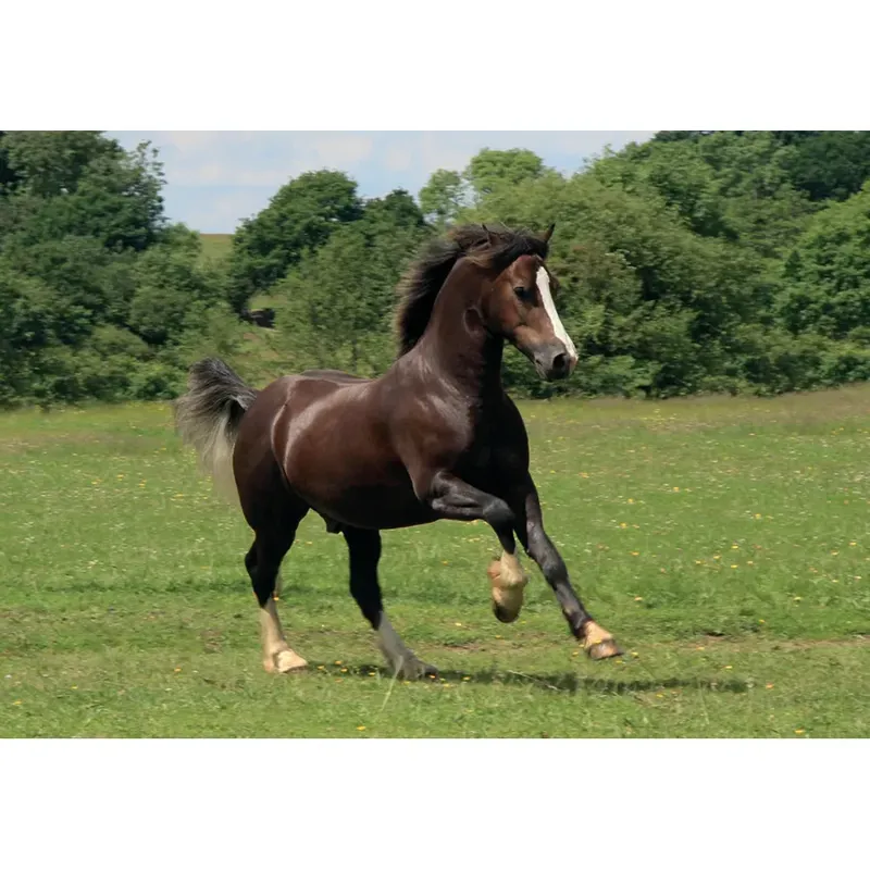 Kevin Milner Countryside Cards - Dark Bay