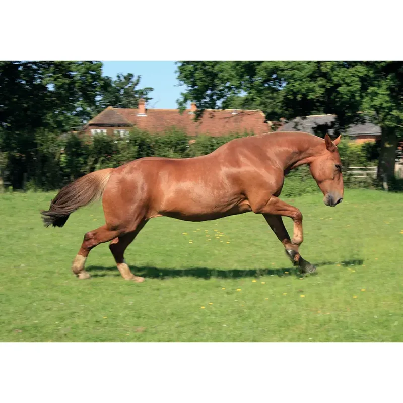 Kevin Milner Countryside Cards - Chesnut