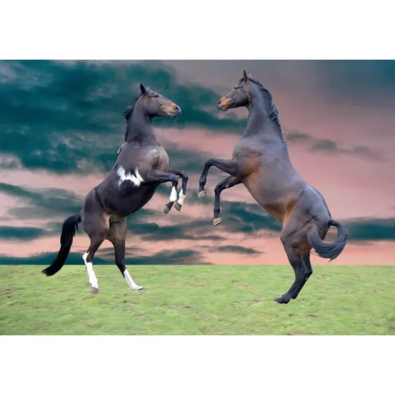 Kevin Milner Countryside Cards - Horses Rearing