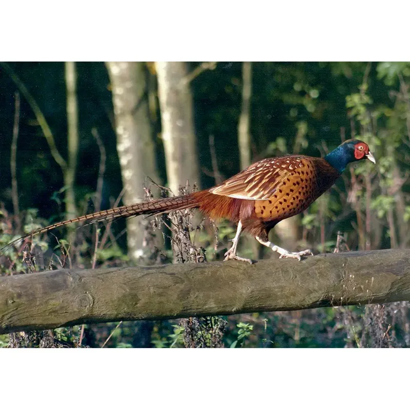 Kevin Milner Countryside Cards - Pheasant