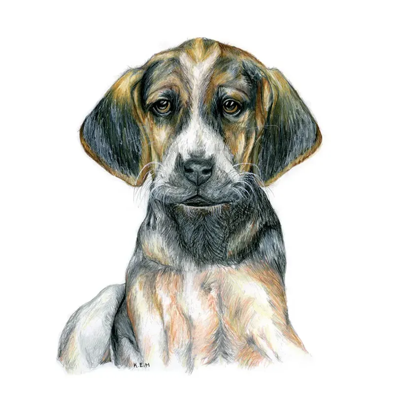 Kevin Milner Countryside Cards - Hound Puppy Art