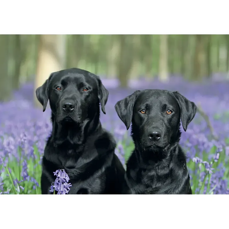 Kevin Milner Countryside Cards - Working Friends