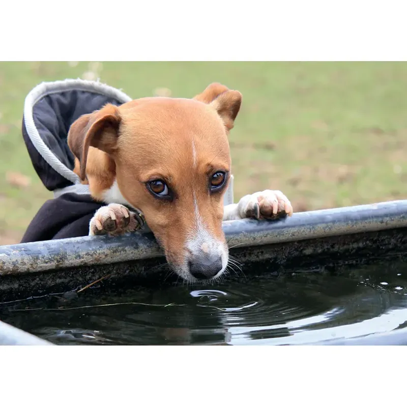 Kevin Milner Countryside Cards - Jack Russell