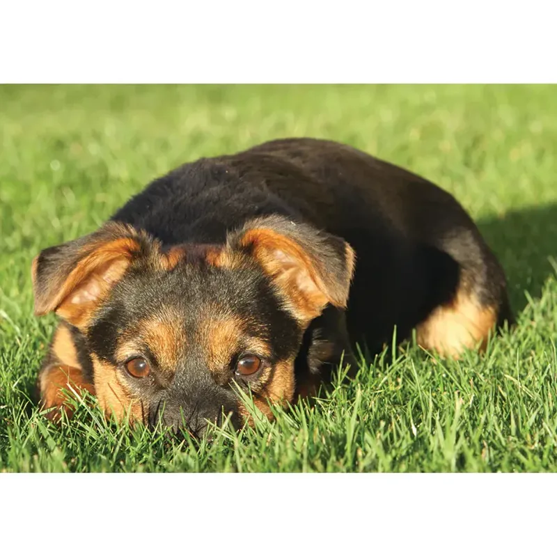 Kevin Milner Countryside Cards - Black Tan Terrier