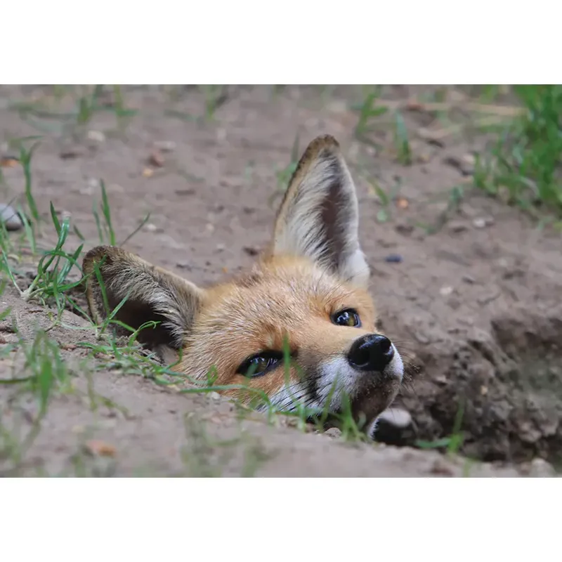 Kevin Milner Countryside Cards - Fox