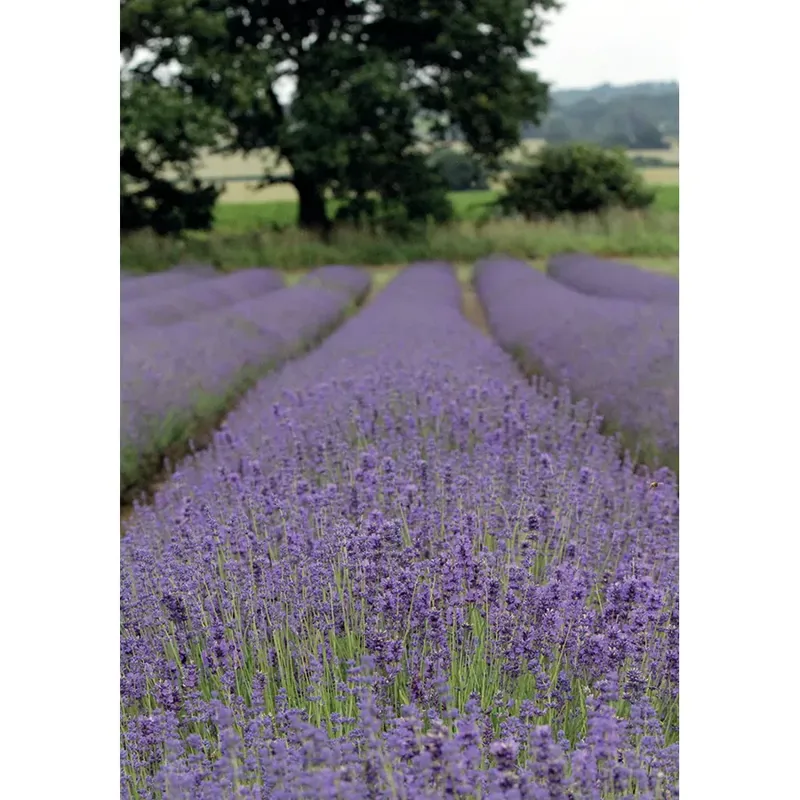 Kevin Milner Countryside Cards - Lavendar