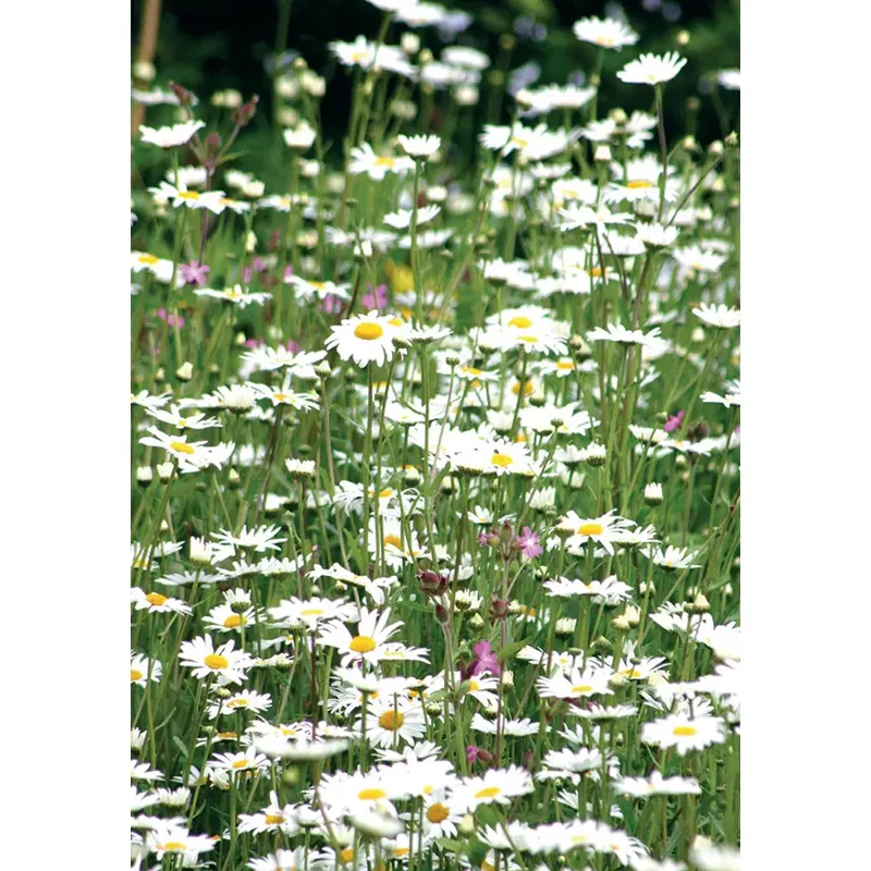 Kevin Milner Countryside Cards - Daisies