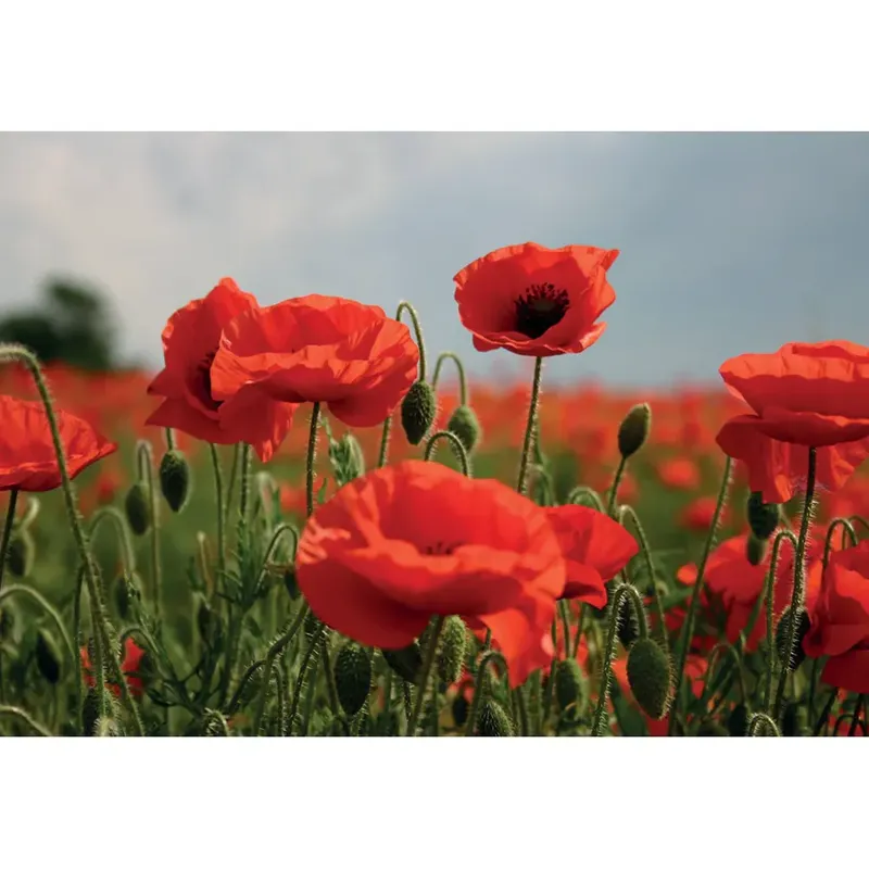 Kevin Milner Countryside Cards - Poppy Flower