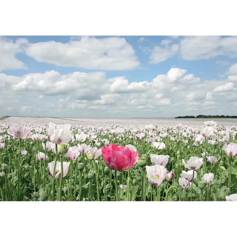 Kevin Milner Countryside Cards - Summer Poppies