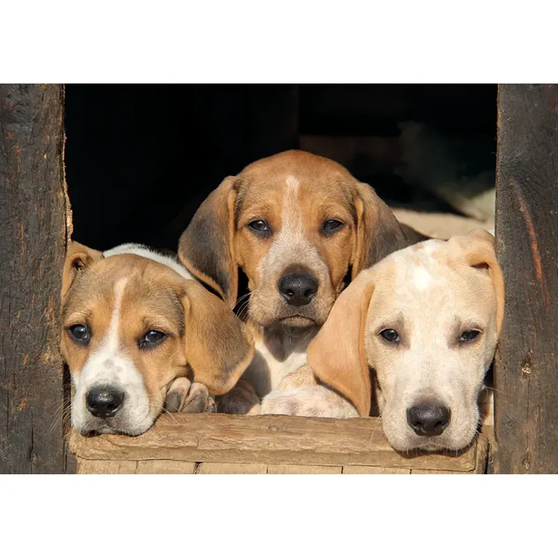 Kevin Milner Countryside Cards - Puppies