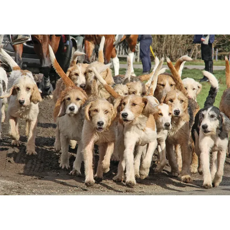 Kevin Milner Countryside Cards - Park of Hounds