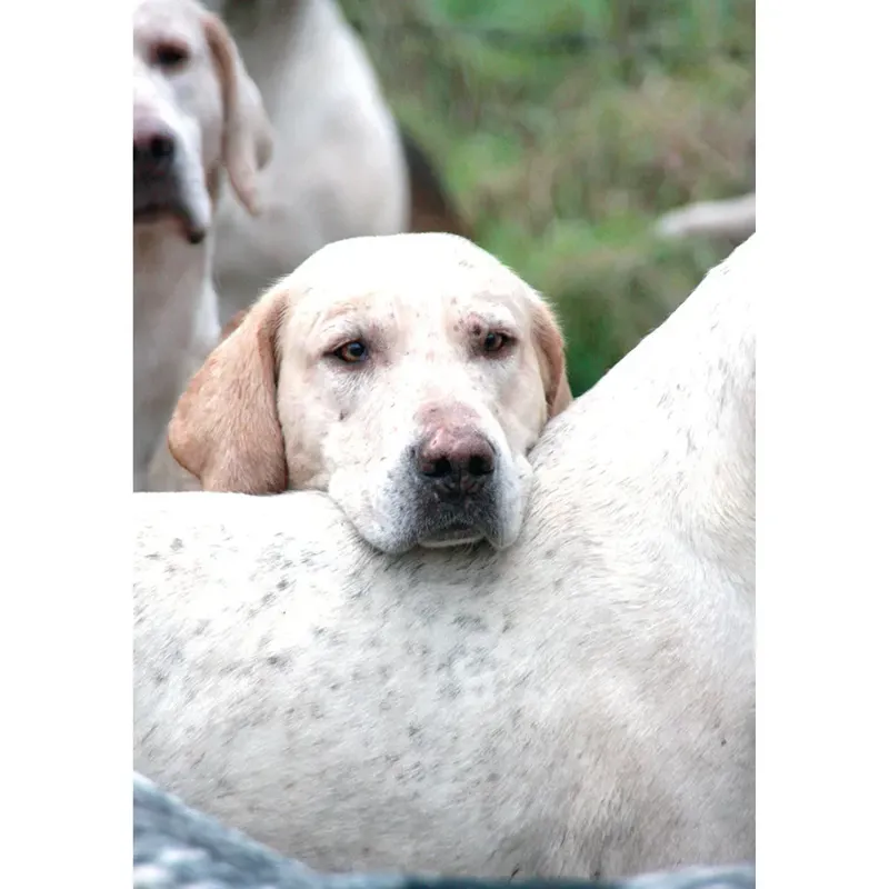 Kevin Milner Countryside Cards - Time to Go