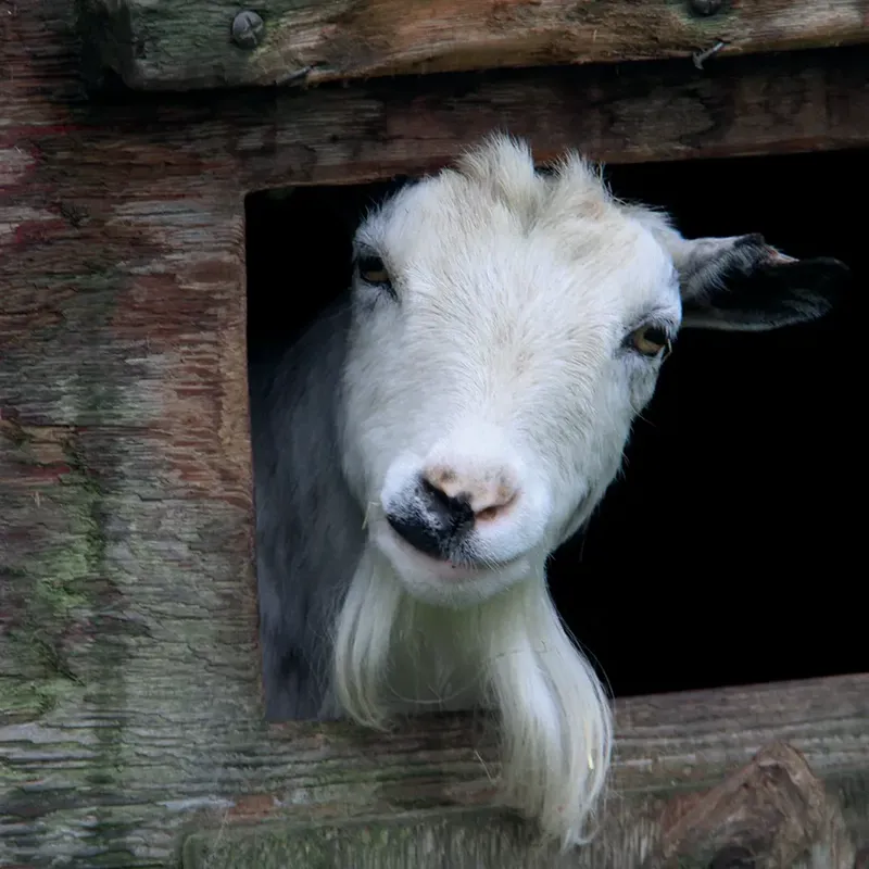 Kevin Milner Countryside Cards - Goat