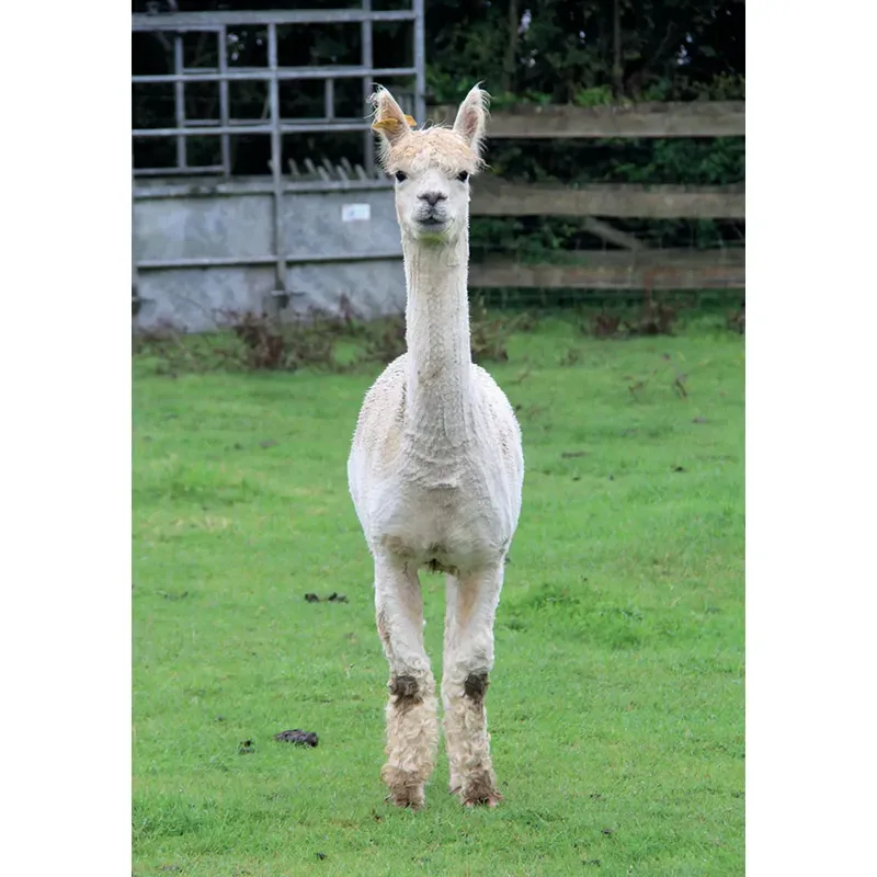 Kevin Milner Countryside Cards - Alpaca