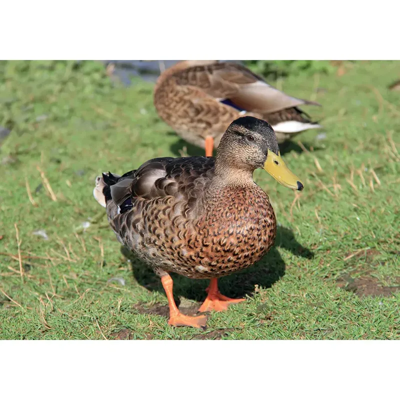 Kevin Milner Countryside Cards - Duck