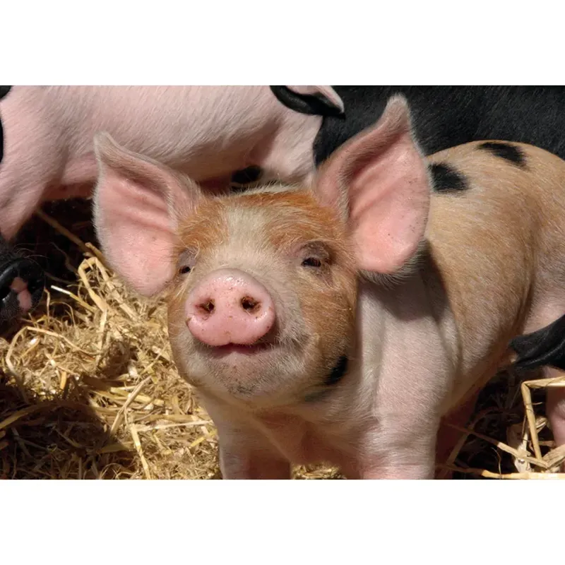 Kevin Milner Countryside Cards - Piggy