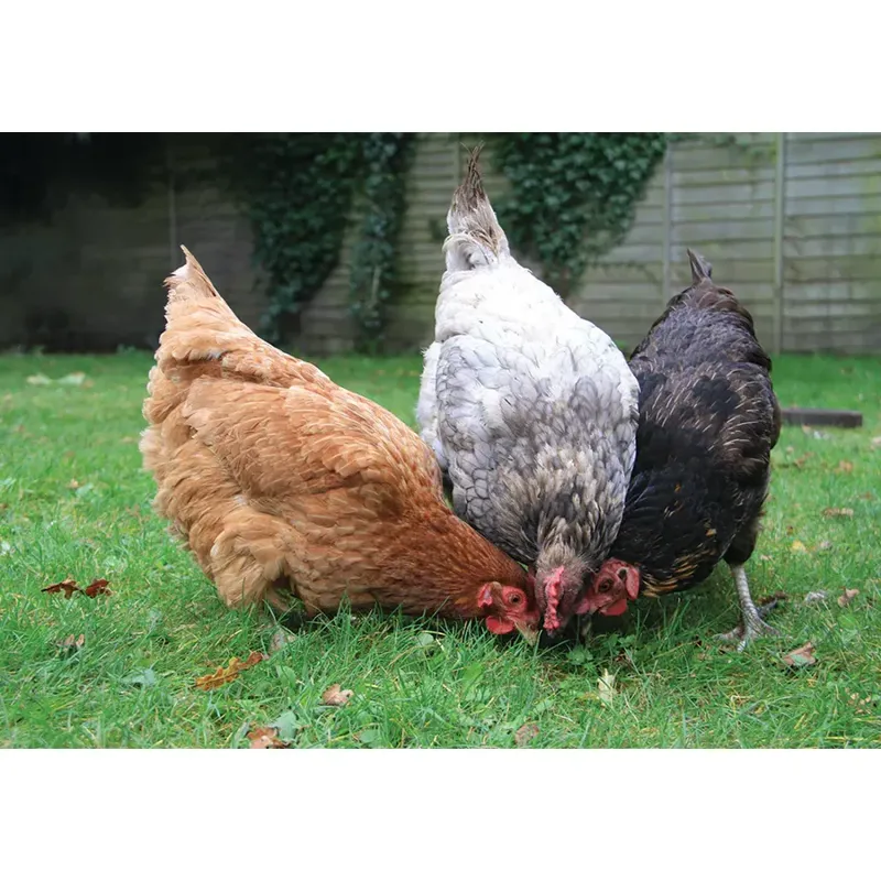 Kevin Milner Countryside Cards - Happy Chickens