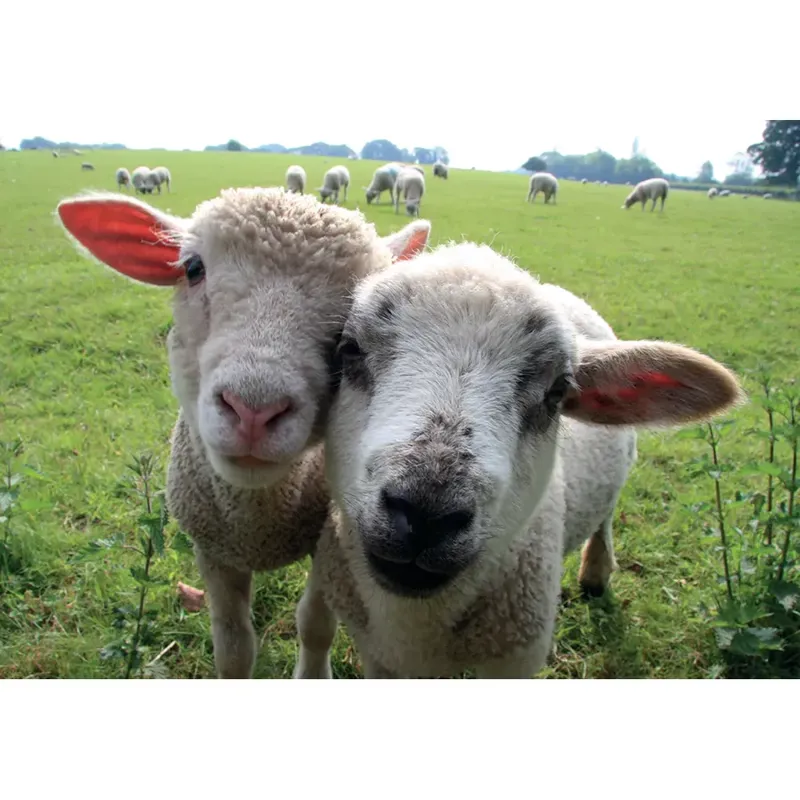 Kevin Milner Countryside Cards - Best of Friends