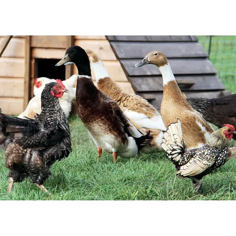 Kevin Milner Countryside Cards - Farm Ducks