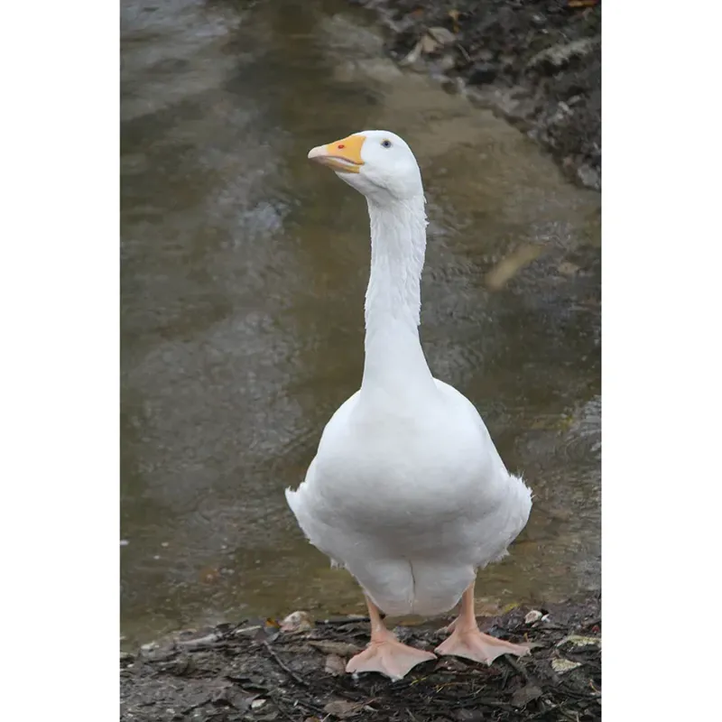 Kevin Milner Countryside Cards - Goose