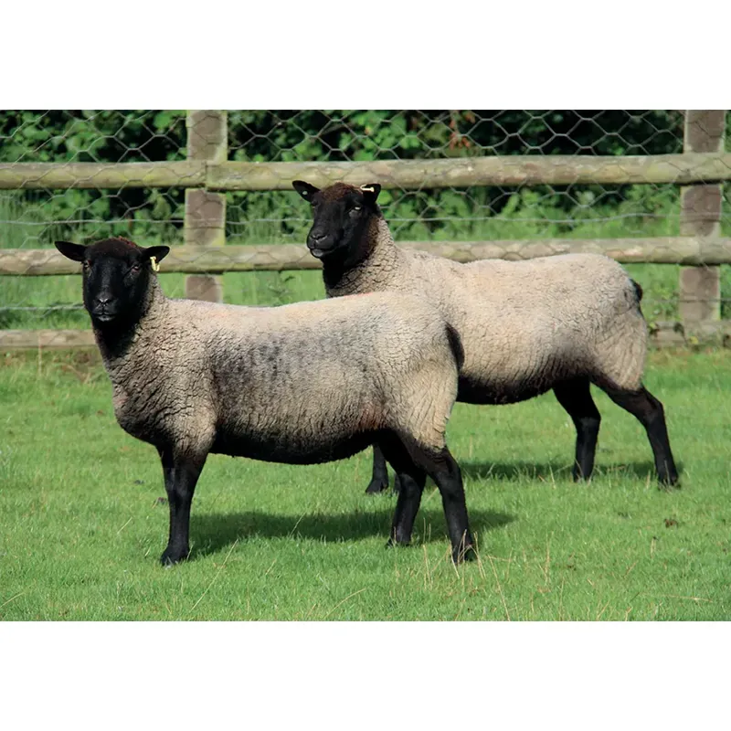 Kevin Milner Countryside Cards - Twins