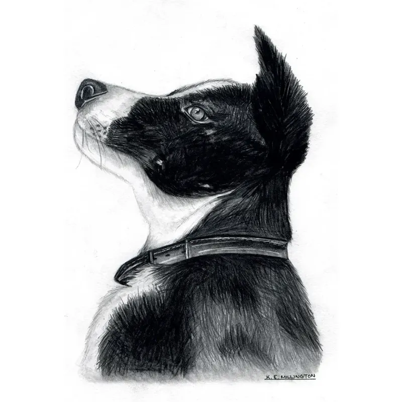 Kevin Milner Countryside Cards - Collie Dog Art