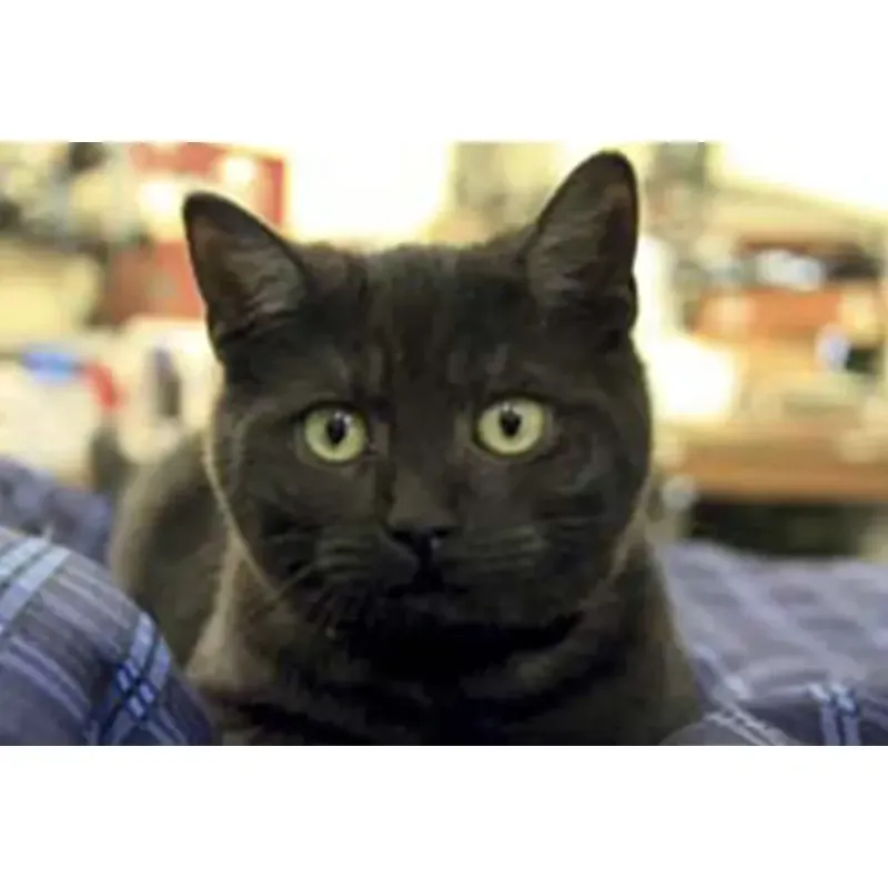 Kevin Milner Countryside Cards - Farm Cat