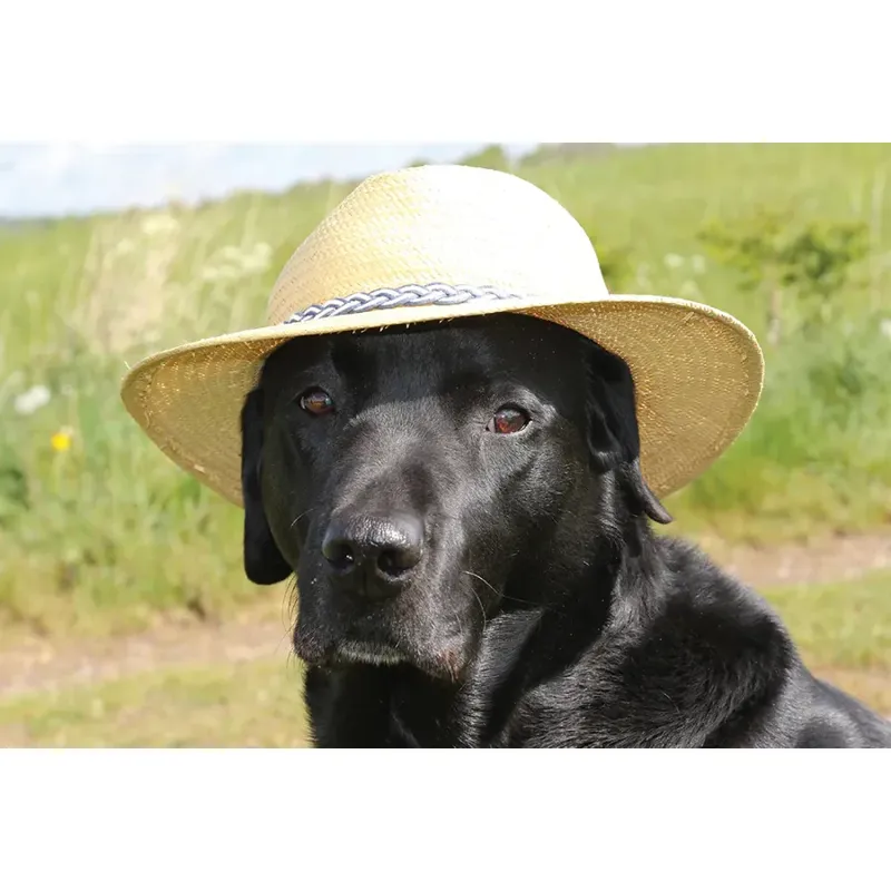 Kevin Milner Countryside Cards - Posh Lab