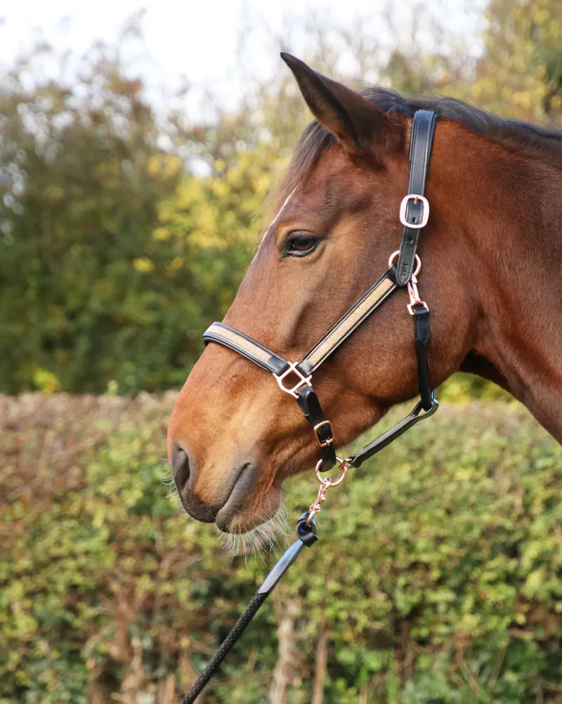 Hy Equestrian Rosciano Rose Gold Head Collar - Black/Rose Gold-1