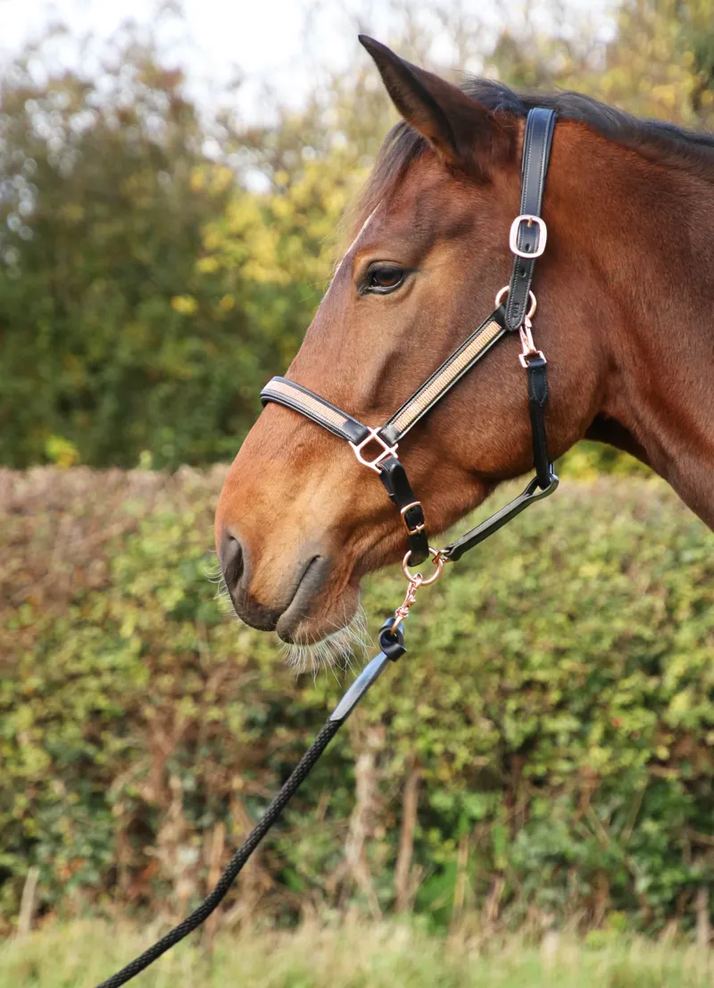 Hy Equestrian Rosciano Rose Gold Lead Rope - Black/Rose Gold-2